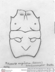 Historische Skizze/Zeichnung von Longodromites angustus (Reuss, 1858) (NHMW-AFW-GEO-BACHMAYER-FOTO-1990-0041-1174b)